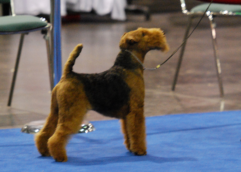 1 AKC National A
