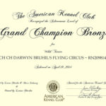 Monty AKC Bronze GCH