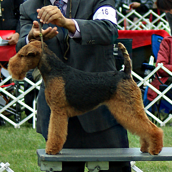 16 Morgana DSC06434a