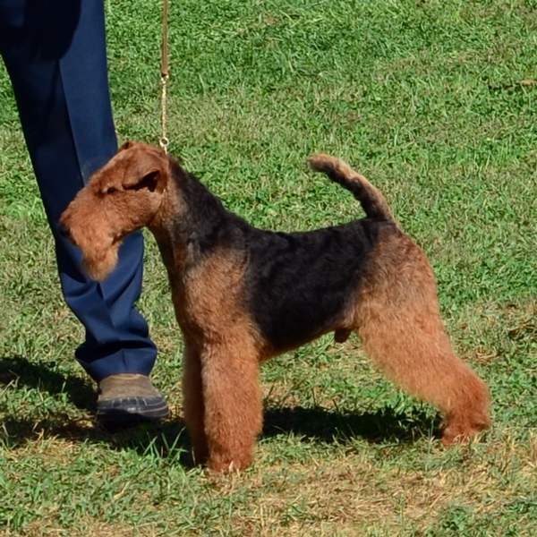 19 Mickey Stack 8415a