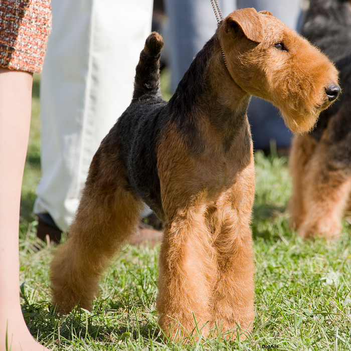 2 Parker Front Montgomery2009 DogAds