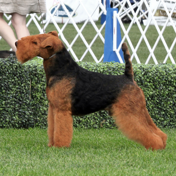 4 Joe 8 AKC2012 Crop