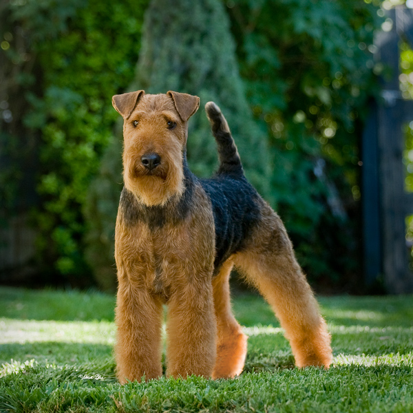 7 Joe Jul10 Derek Front CoverCR Full