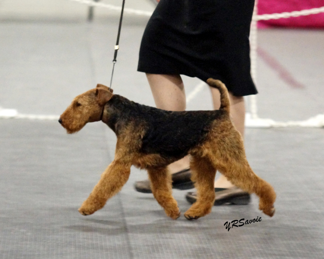 Robbie is Canada’s #1 Welsh Terrier – 2019!
