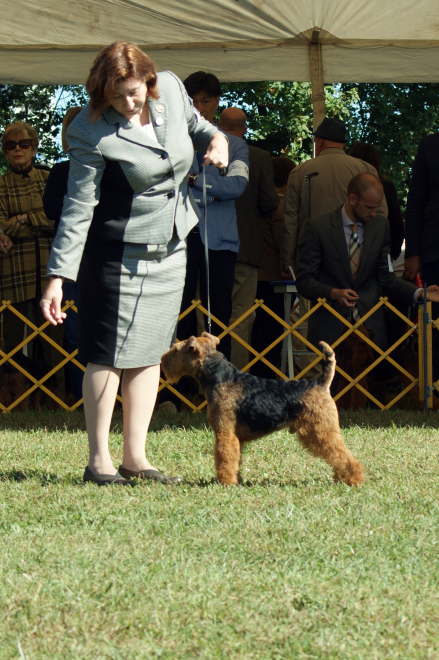 Robbie is Canada’s #1 Welsh Terrier – 2019!