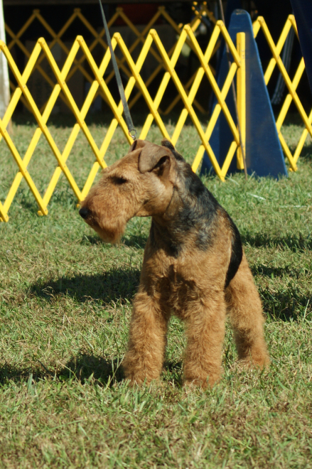 Robbie is Canada’s #1 Welsh Terrier – 2019!
