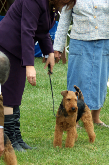 Robbie is Canada’s #1 Welsh Terrier – 2019!