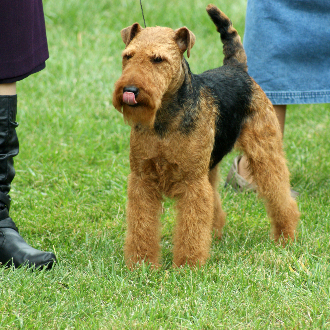 Robbie is Canada’s #1 Welsh Terrier – 2019!