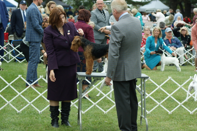 Robbie is Canada’s #1 Welsh Terrier – 2019!