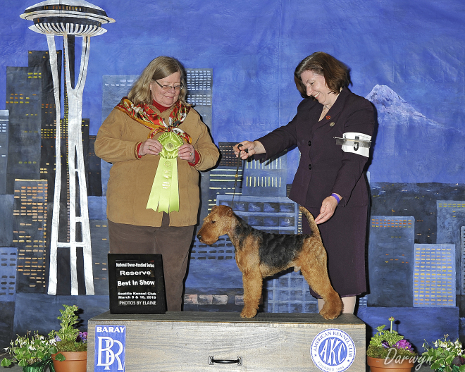 Robbie is Canada’s #1 Welsh Terrier – 2019!