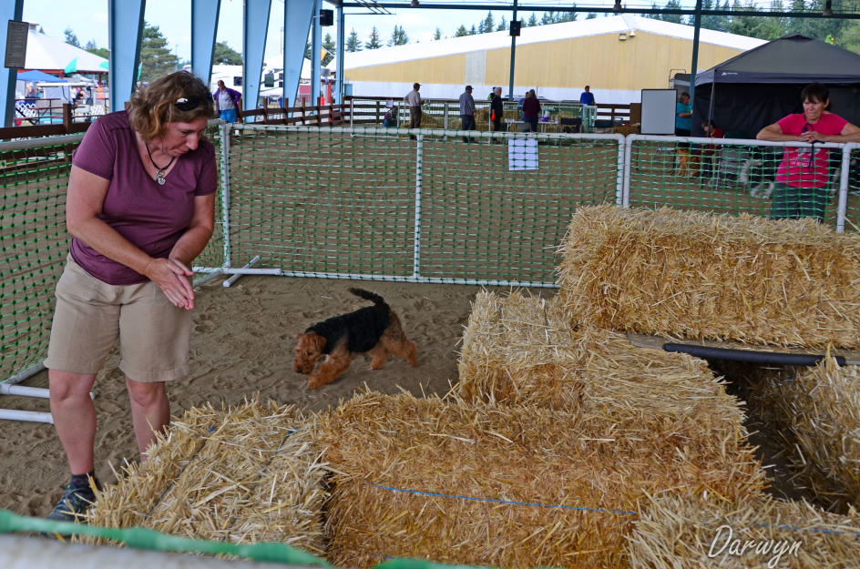 Barn Hunt – Darwyn Welsh Terriers