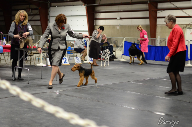 Robbie is Canada’s #1 Welsh Terrier – 2019!