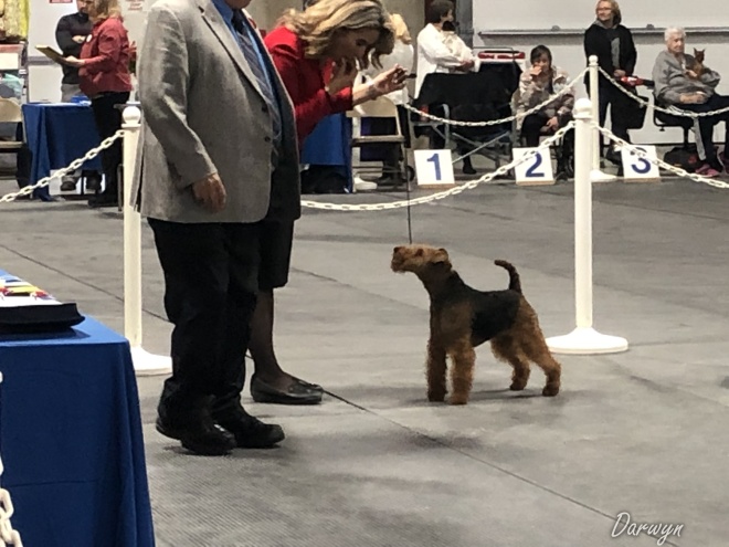 Robbie is Canada’s #1 Welsh Terrier – 2019!