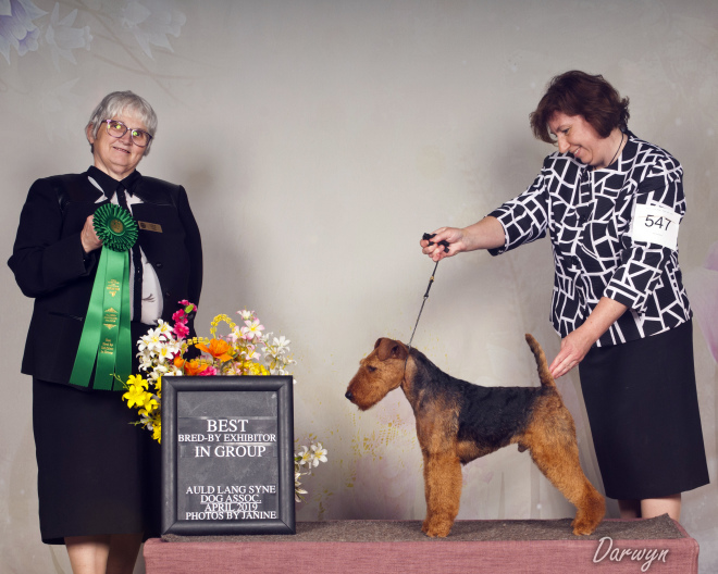 Robbie is Canada’s #1 Welsh Terrier – 2019!