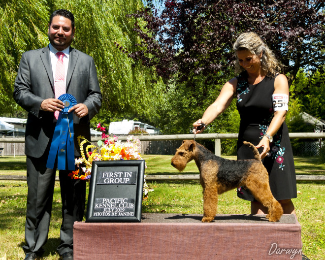 Robbie is Canada’s #1 Welsh Terrier – 2019!