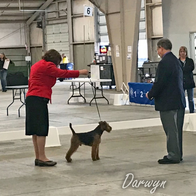Robbie is Canada’s #1 Welsh Terrier – 2019!