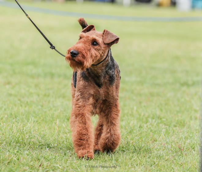 Robbie is Canada’s #1 Welsh Terrier – 2019!