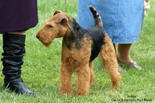 Robbie is Canada’s #1 Welsh Terrier – 2019!