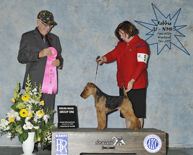 Robbie is Canada’s #1 Welsh Terrier – 2019!