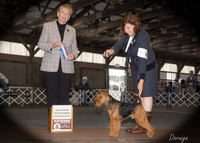 Robbie is Canada’s #1 Welsh Terrier – 2019!