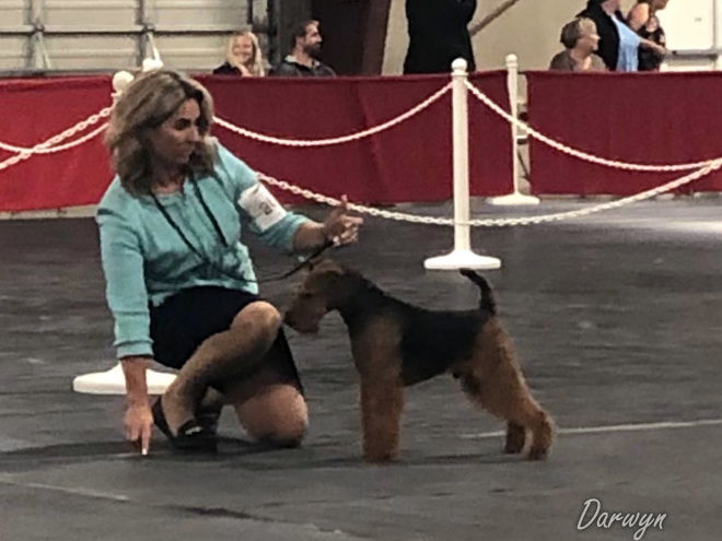 Robbie is Canada’s #1 Welsh Terrier – 2019!