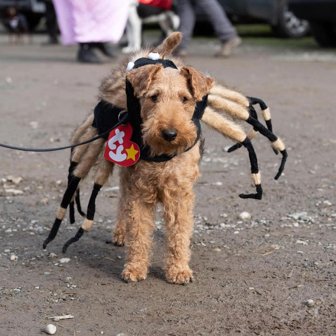 Filly Spider