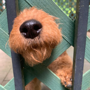 Nose FromLaurie 1