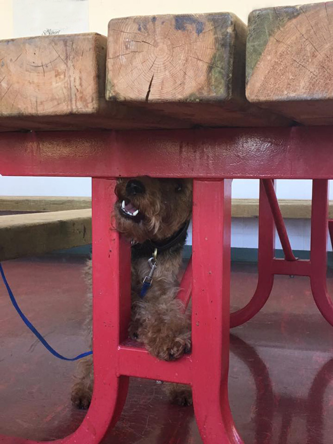Rowan Searching a Table
