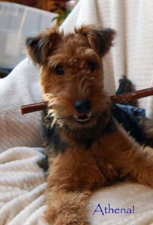 Darwyn Welsh Terriers picture of Darwyn's Heroic Endeavour - Athena at home