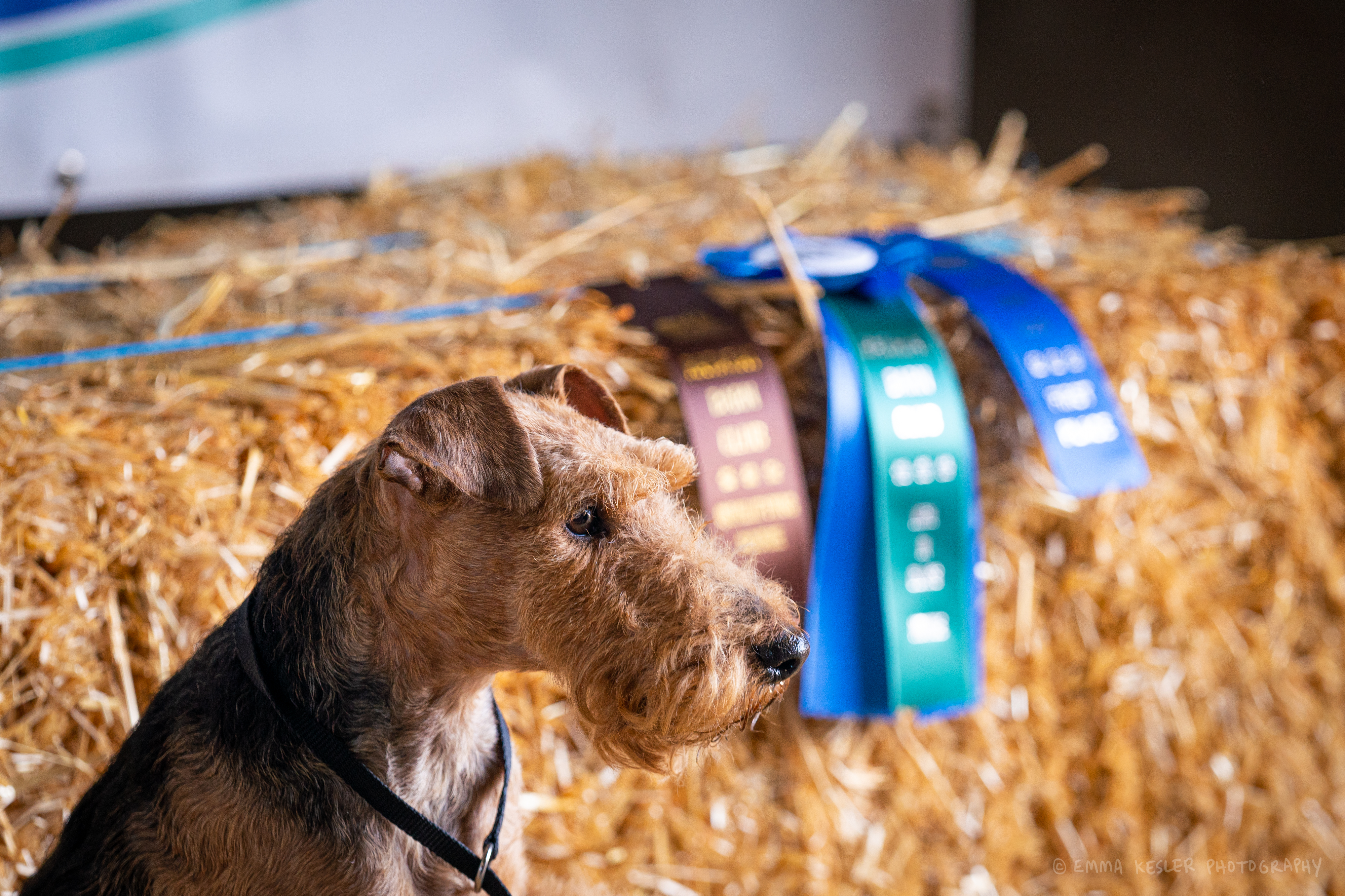 Darwyn Welsh Terriers