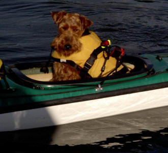 Darwyn Welsh Terriers Becky kayaking