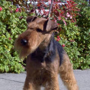 Darwyn Welsh Terriers picture of Becky