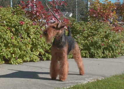 Darwyn Welsh Terriers picture of Eng/Can Ch Felstead Fashionable