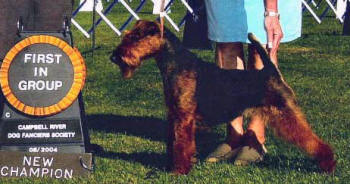 Darwyn Welsh Terriers picture of Becky finishing her Canadian Championship with a Group 1st win!