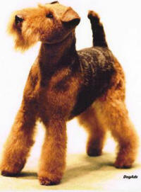 Darwyn Welsh Terrier picture of Mercedes's sire - Ch Kirkwood Top Brass, call name Ben