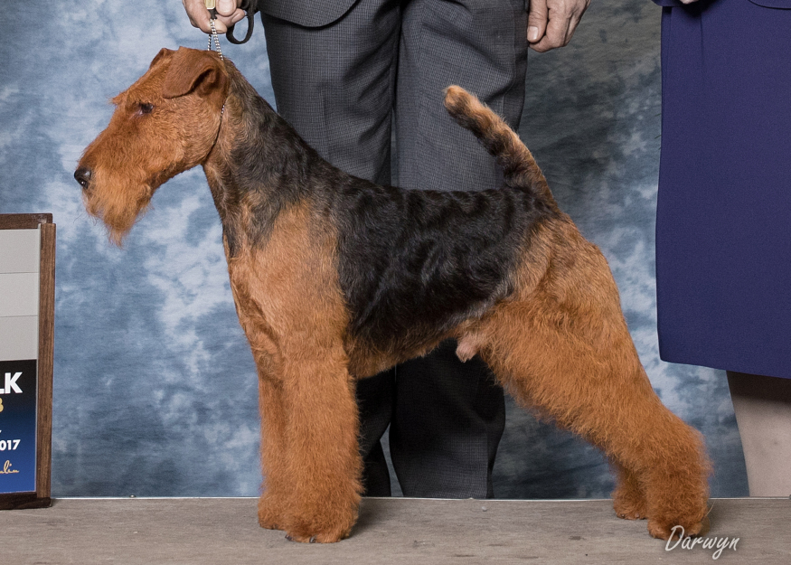 MBISS Am GCH & Can. CH Darwyn's Sorcerer's Apprentice