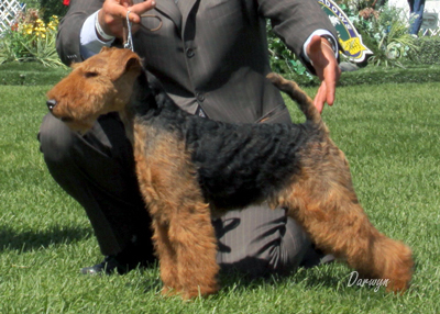 Darwyn Welsh Terriers