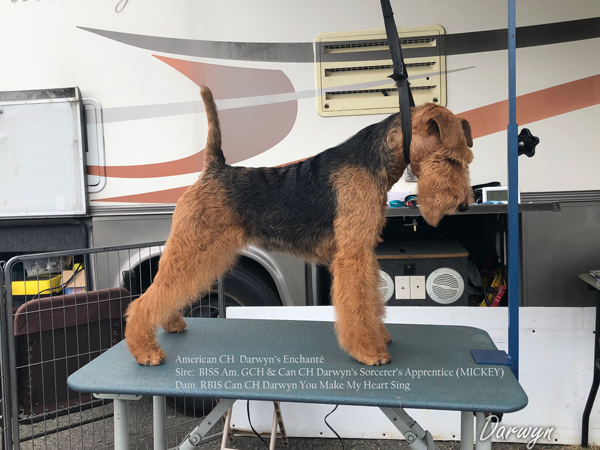 Darwyn Welsh Terriers