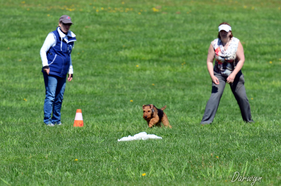 Wicked Coursing - Dog Sports, Dog Lure Coursing, Dog Race, Dog Chase