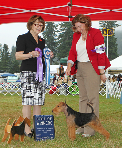 Darwyn Welsh Terriers