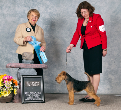 Darwyn Welsh Terriers