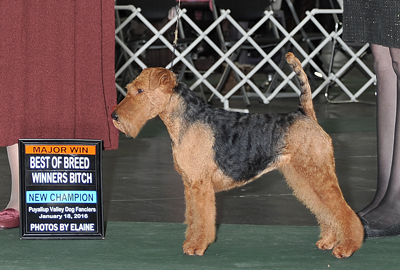 Darwyn Welsh Terriers