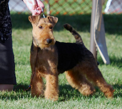 Darwyn Welsh Terriers