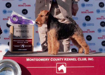 Darwyn Welsh Terriers