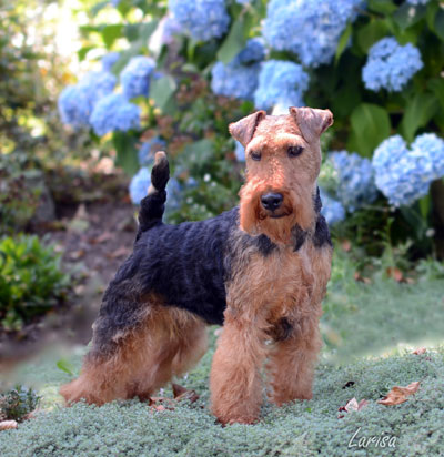 Darwyn Welsh Terriers