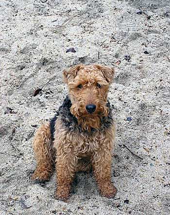Darwyn Welsh Terriers