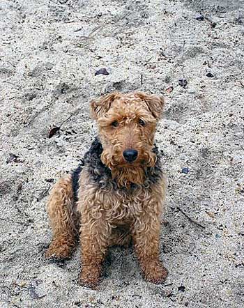 Darwyn Welsh Terriers