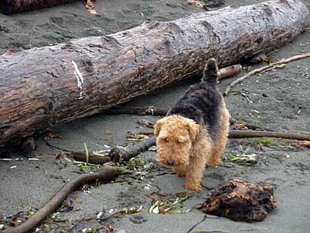 Darwyn Welsh Terriers