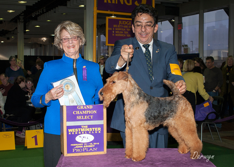 Am.GCh. Can. CH Darwyn's Santa Maria