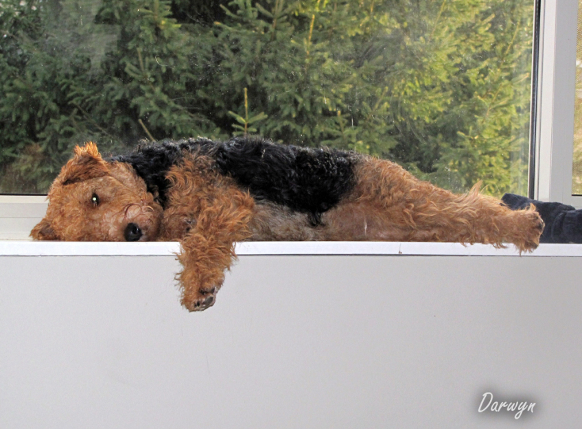 welsh terrier stuffed animal